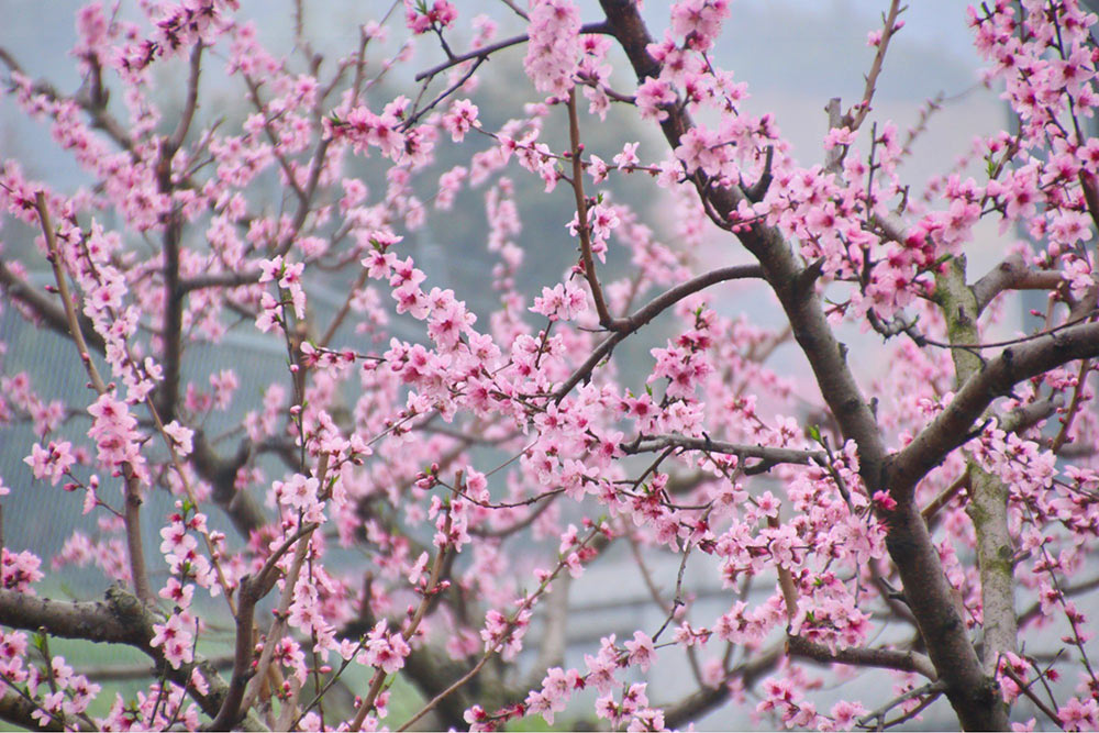 桃の花は「peach blossom」