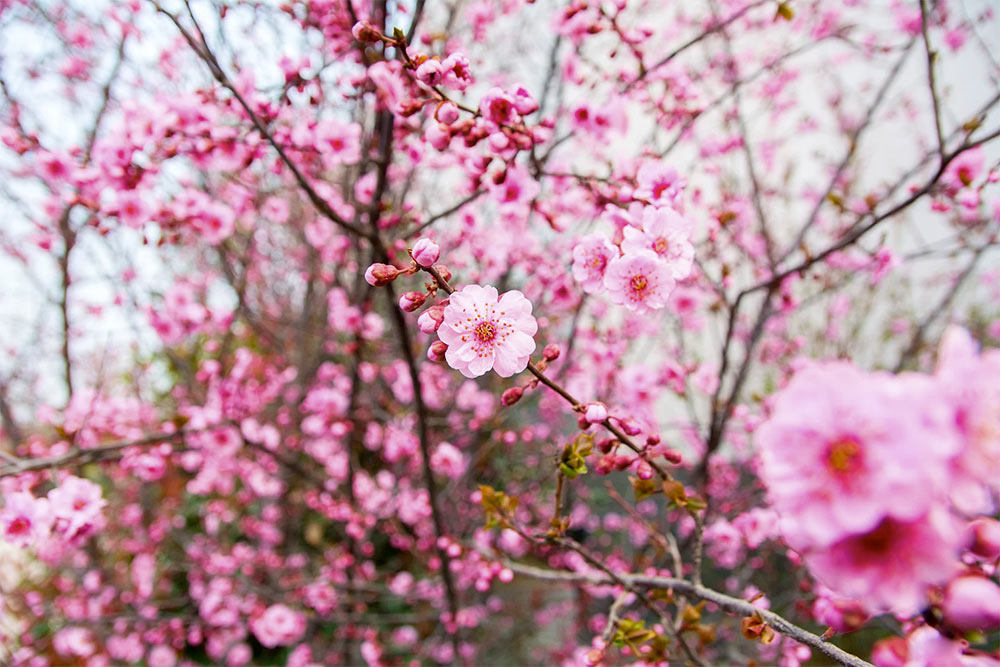 メルボルンのプラムの花（plum blossom）