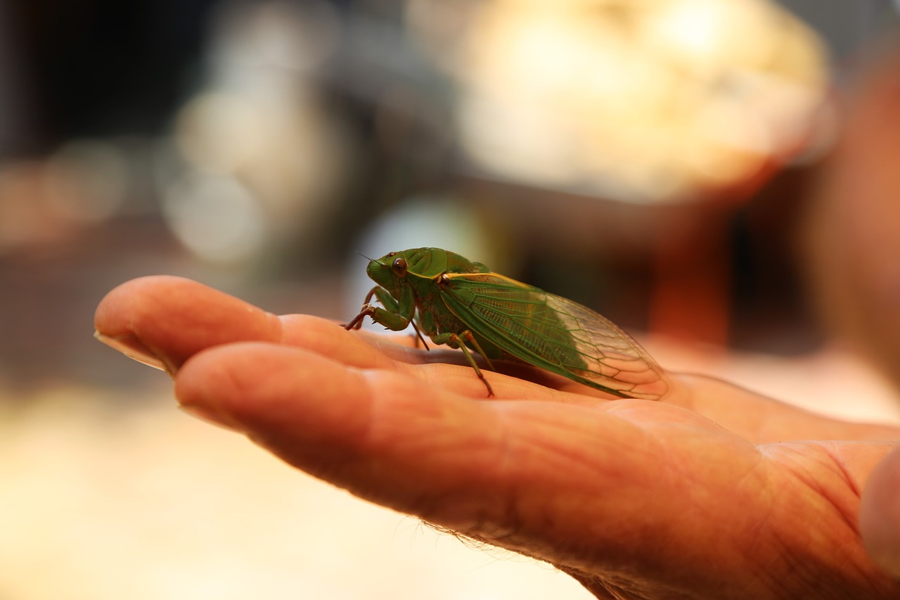 セミは英語で「cicada」