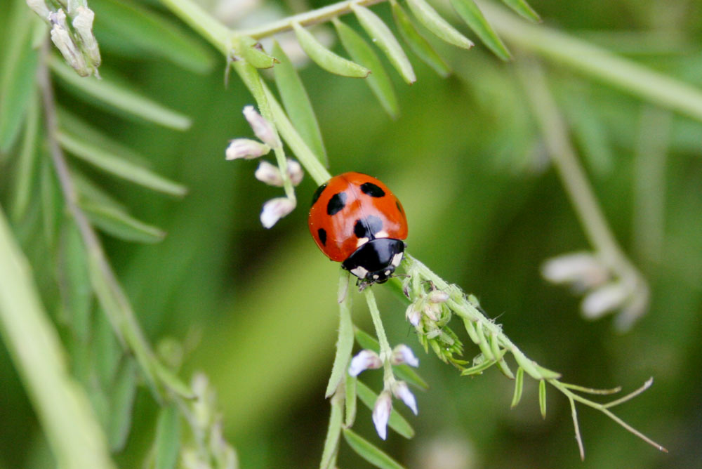 てんとう虫は英語で「ladybug」