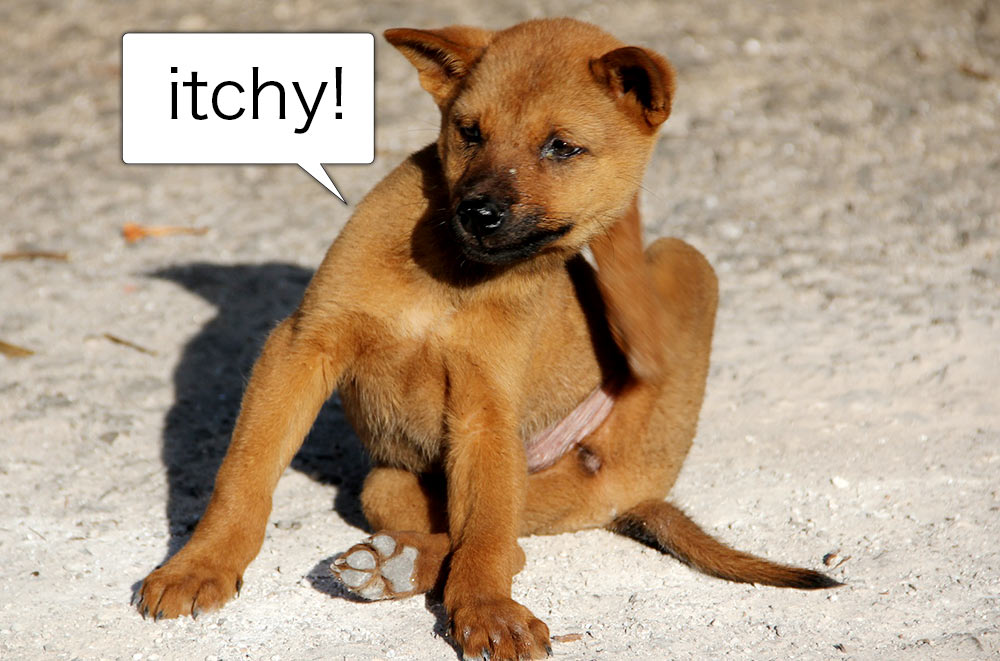 「itchy」は「かゆい」という意味