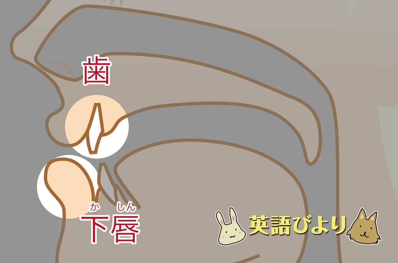 上の歯と下唇