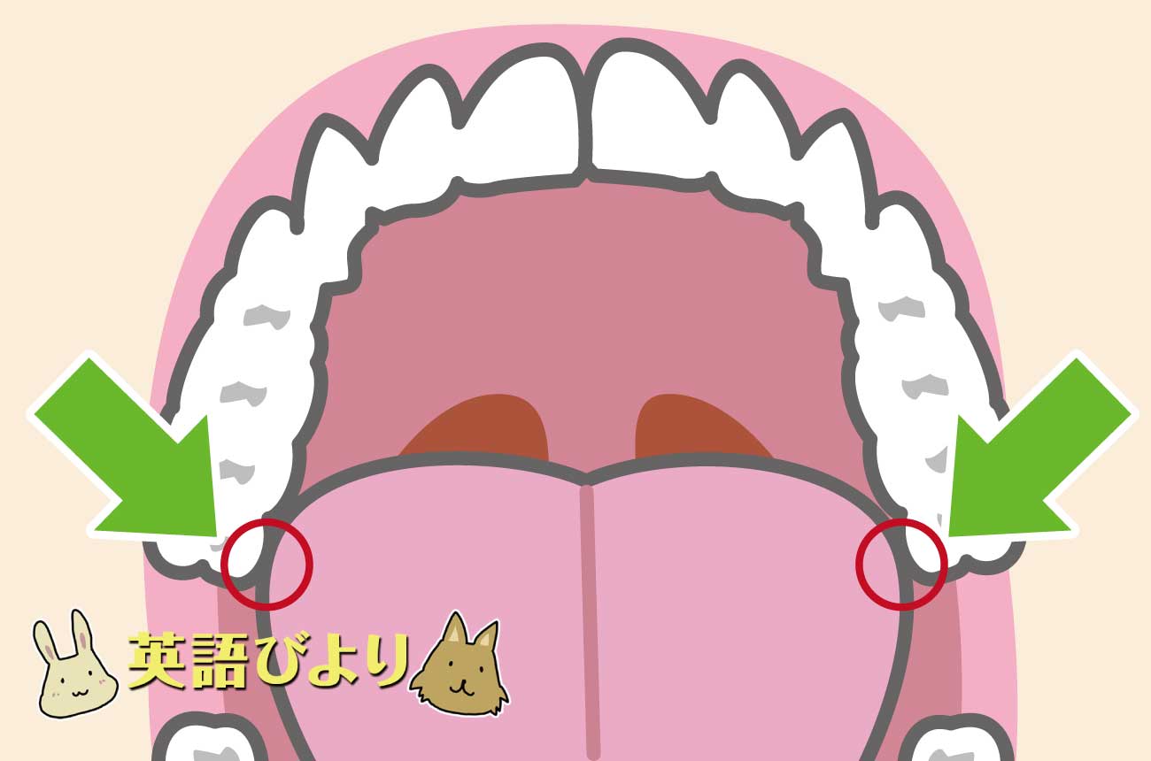歯の内側に舌の根元の側面が当たっている例