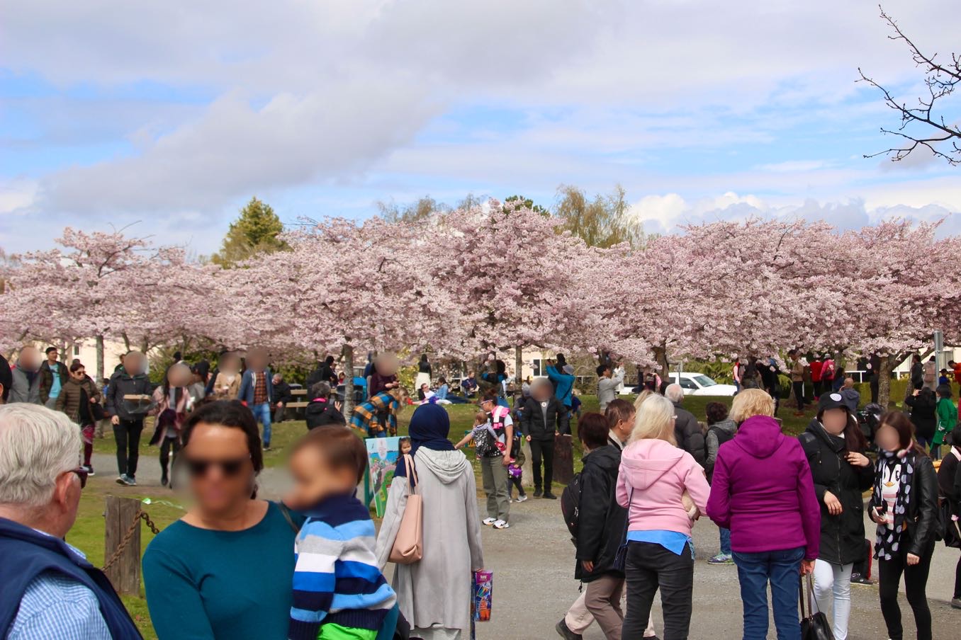 カナダでの「桜まつり」の様子