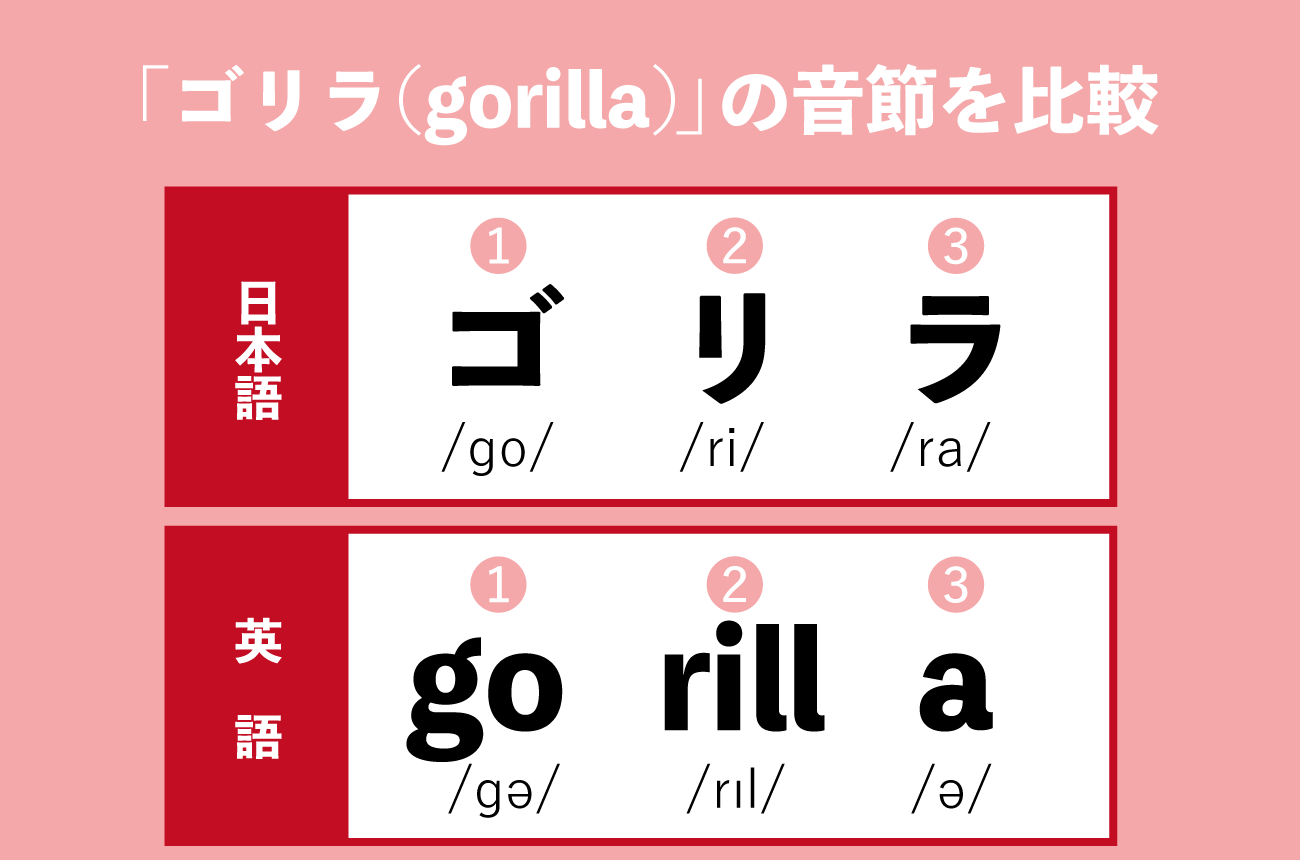 日本語の「gorira」と英語の「gorilla」の音節の違い